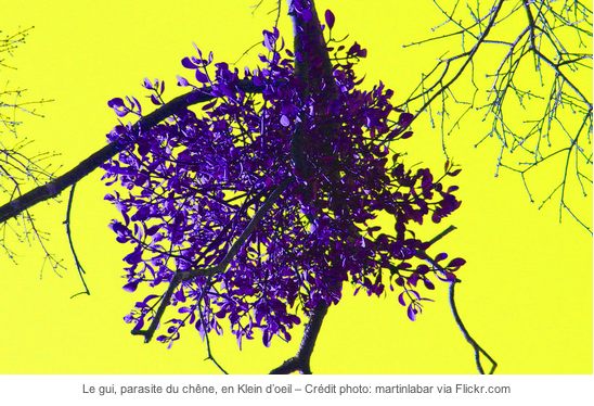 parasite-arbre-mediaculture