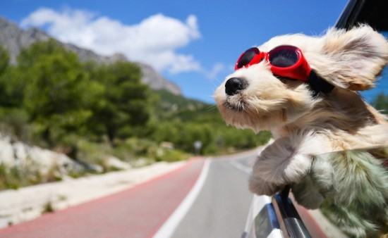 chien-voiture