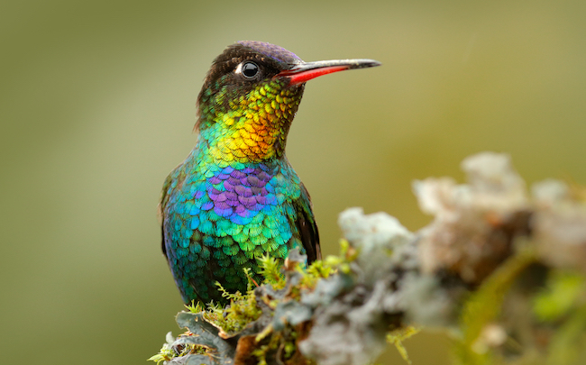 Je Fais Ma Part Pour Changer Le Monde Et Si Le Colibri Avait Tort Frenchweb Fr